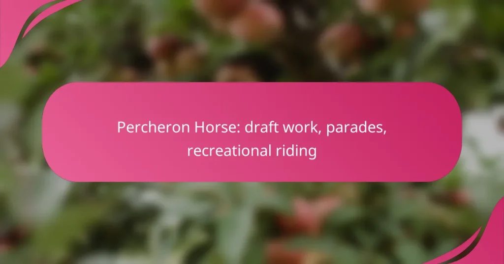 Percheron Horse: draft work, parades, recreational riding