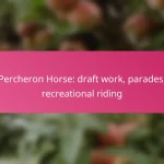 Percheron Horse: draft work, parades, recreational riding