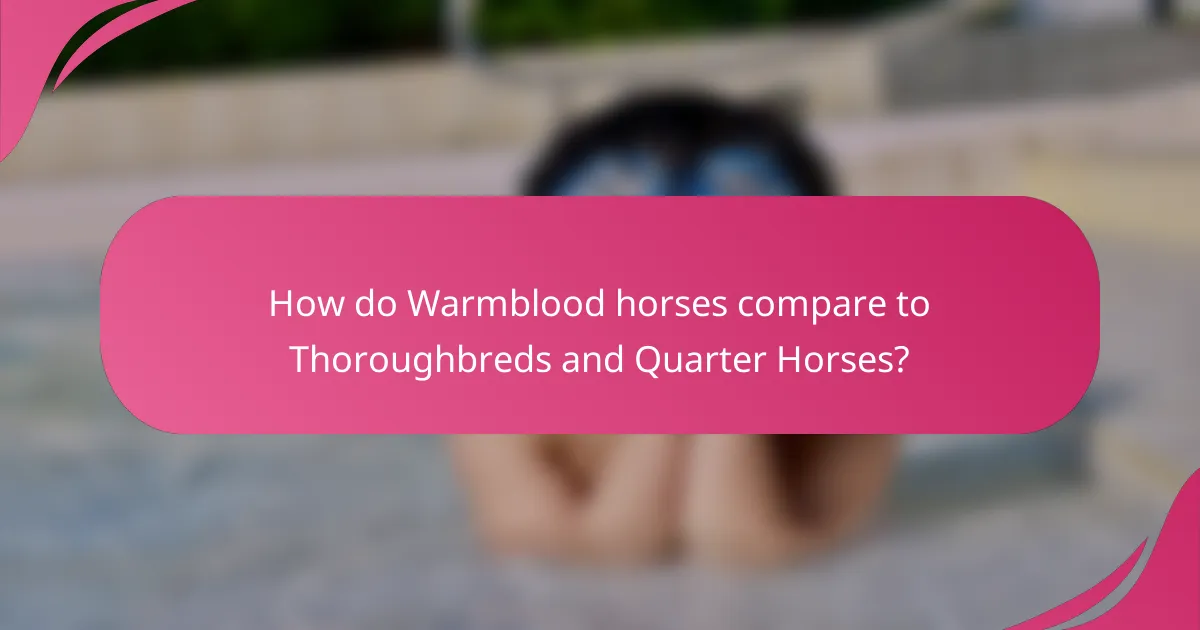 How do Warmblood horses compare to Thoroughbreds and Quarter Horses?