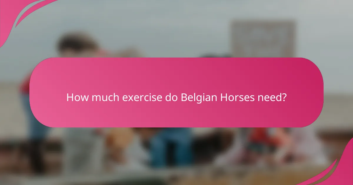 How much exercise do Belgian Horses need?