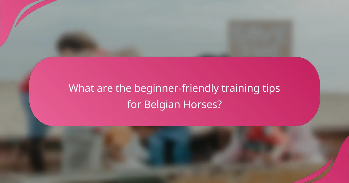 What are the beginner-friendly training tips for Belgian Horses?