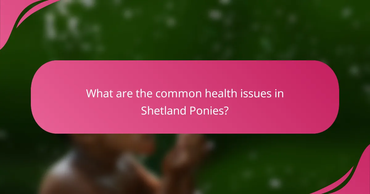 What are the common health issues in Shetland Ponies?