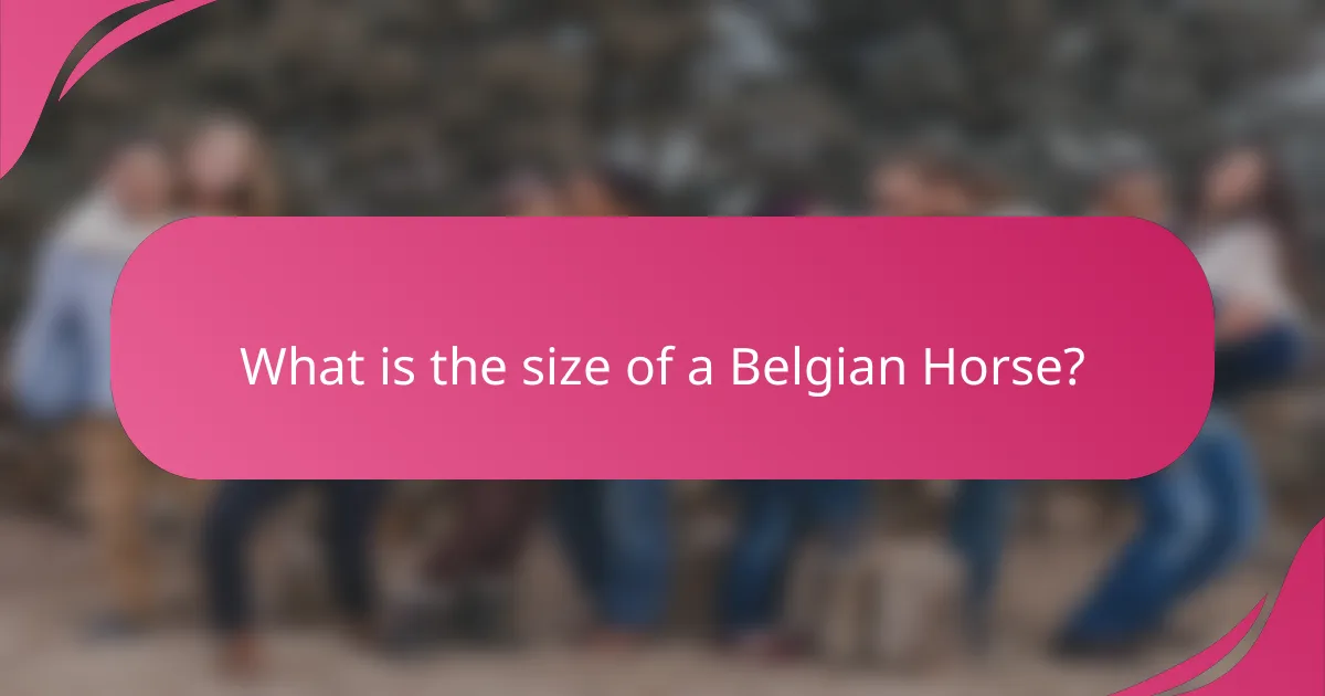 What is the size of a Belgian Horse?