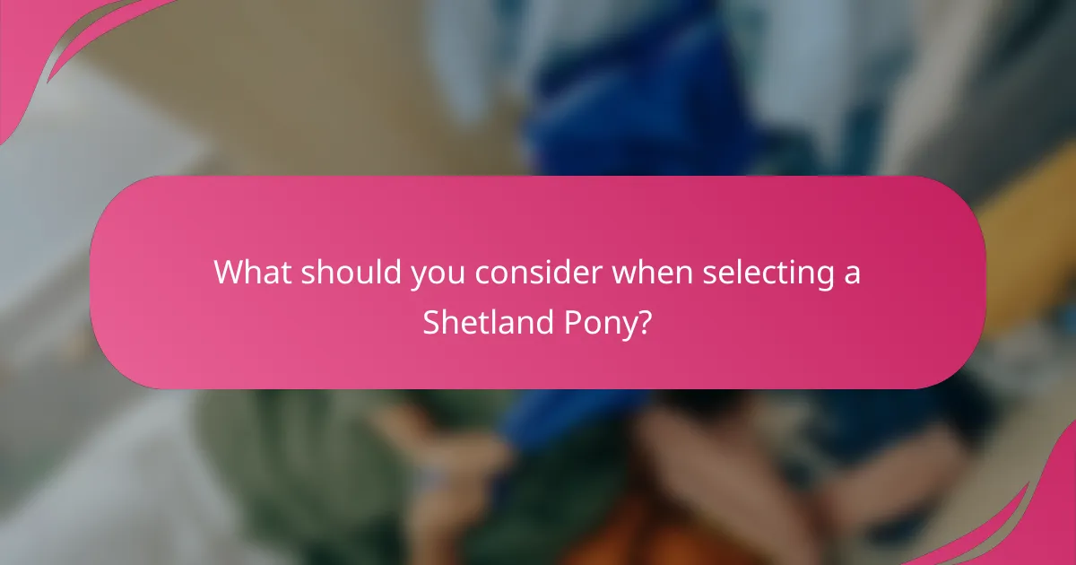 What should you consider when selecting a Shetland Pony?